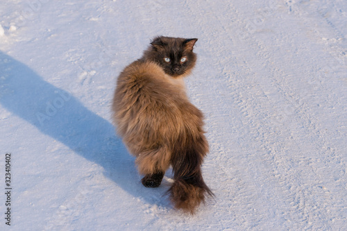 Brown fluffy house cat in the snow in winter on the street