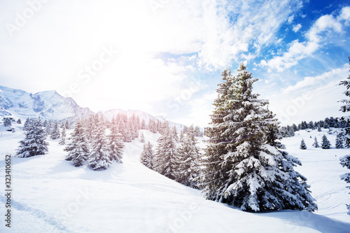 Beautiful covered with snow fir forest on mountain plane after strong snowfall during winter, French Alps