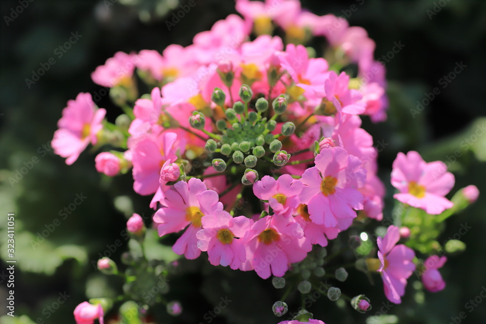 Fototapeta premium Primula