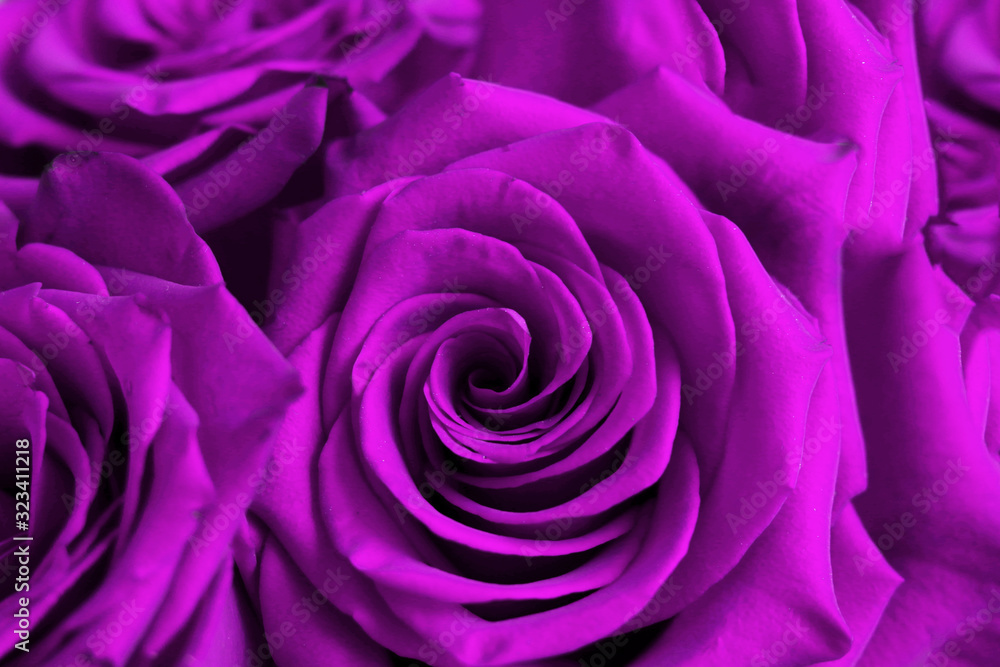Beautiful textured background with lilac rose petals. Selective focus. Beautiful textured background with lilac rose petals. Selective focus.