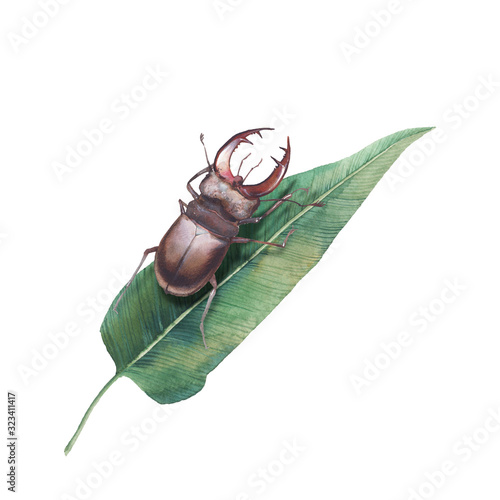 Watercolor green leaf and beetle illustration. Hand drawn bug sitting on plant. Object isolated on white background. photo