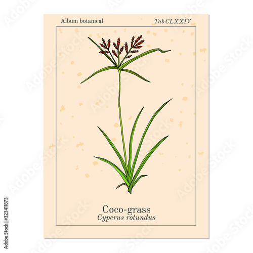 Coco-grass Cyperus rotundus , or purple nut sedge, medicinal plant
