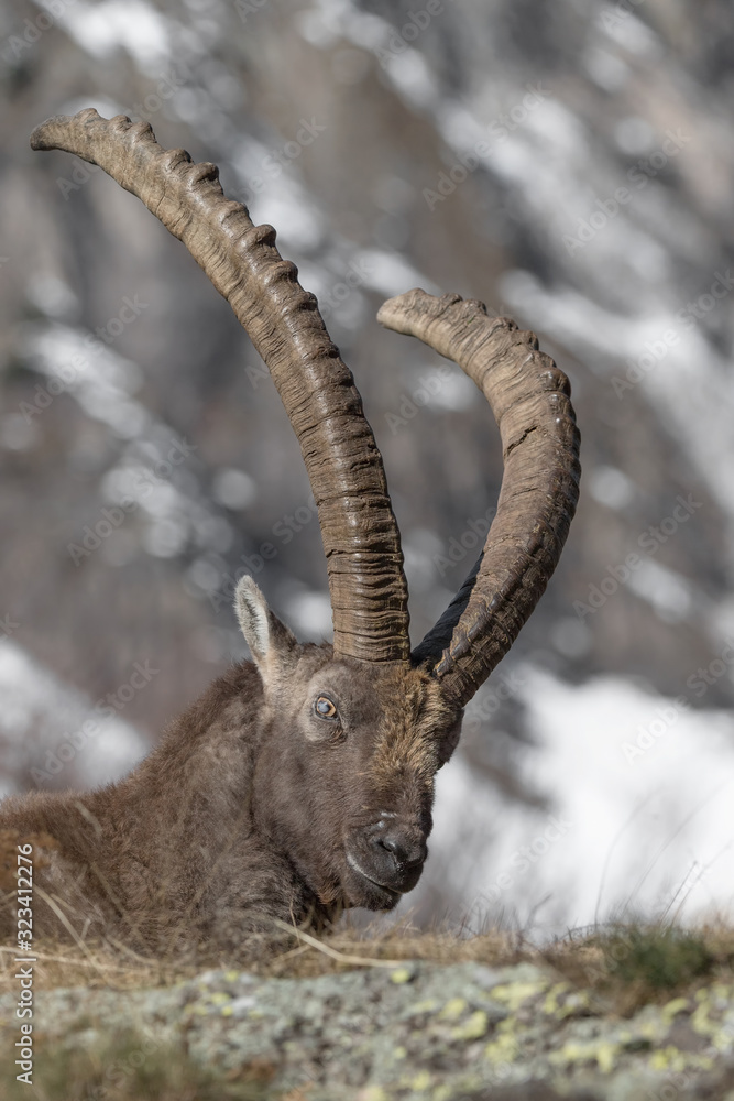 The beautiful Ibex in Alps mountains (Capra ibex)