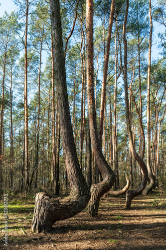 Quadro em tela The crooked forest Krzywy Las in Poland