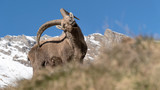Mountain ibex with blue sky in the background (Capra ibex)