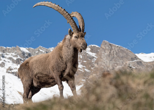 Φωτογραφία The king of Alps mountains in winter (Capra ibex)