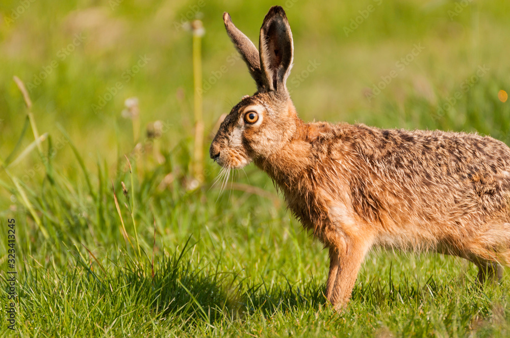 Obraz premium Zając na łące