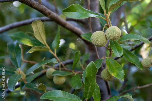 Fruit and leaves of the Wild Peach, Kiggelaria africana photo