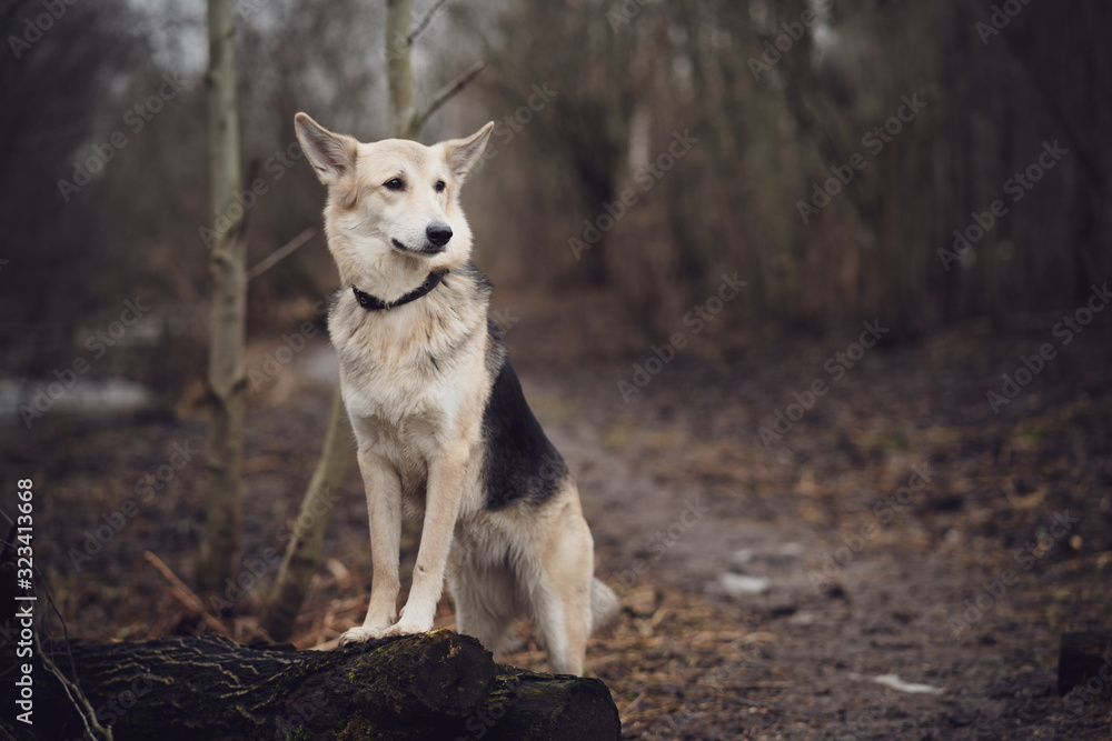 Obraz premium Dog in the forest on the footpath. Posing standing with front paws on a log. gloomy autumn landscape