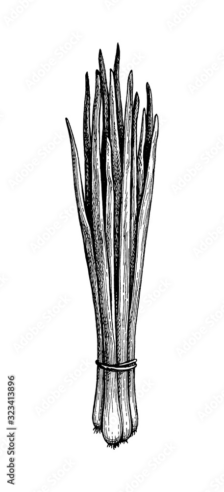 Ink sketch of scallions. Ink sketch of scallions.