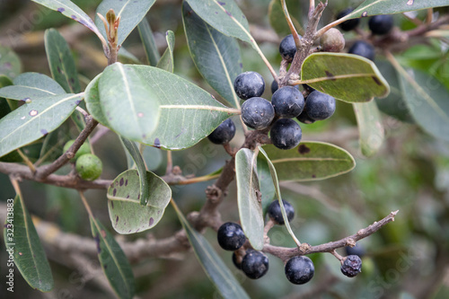 Leaves and berries of the white milkwood, Sideroxylon inerme