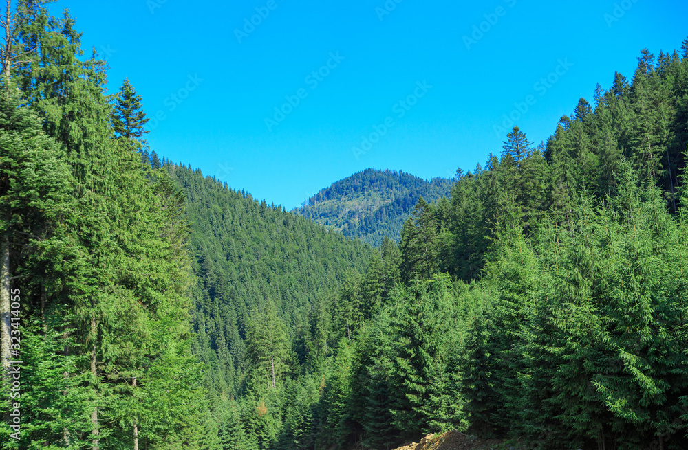  Forest growing on the slopes of high mountains