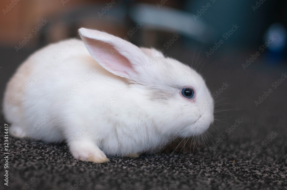 small domestic lop white rabbit long-eared posing