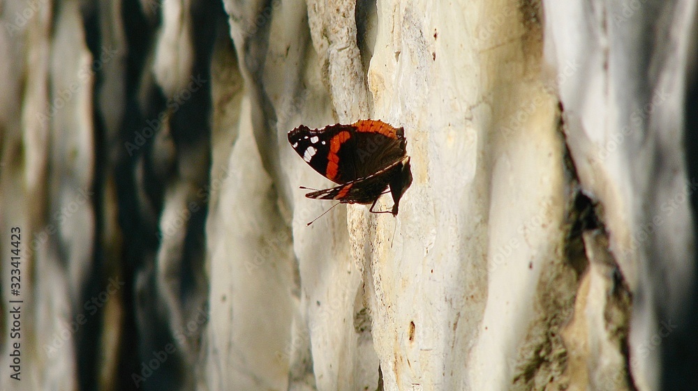 butterfly urticaria sitting on a stone wall butterfly urticaria sitting on a stone wall