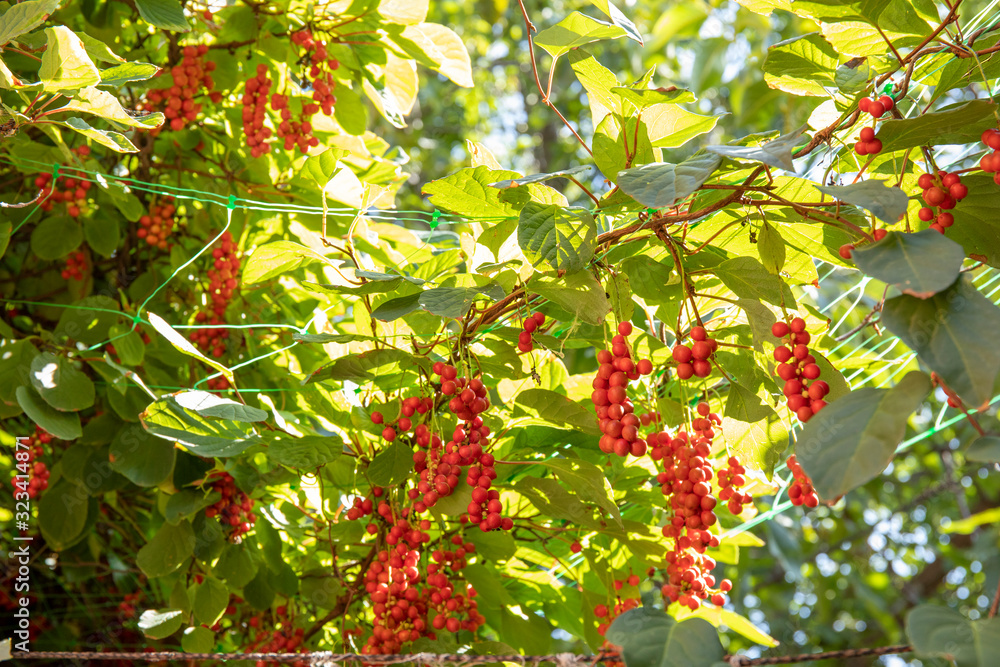 Liana Schisandra Chinese with clusters of ripe berries against sunlights
