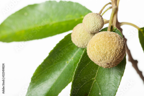Obraz na plátne Fruit and leaves of the Wild Peach, Kiggelaria africana