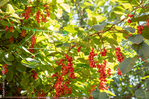 Liana Schisandra Chinese with clusters of ripe berries against sunlights photo