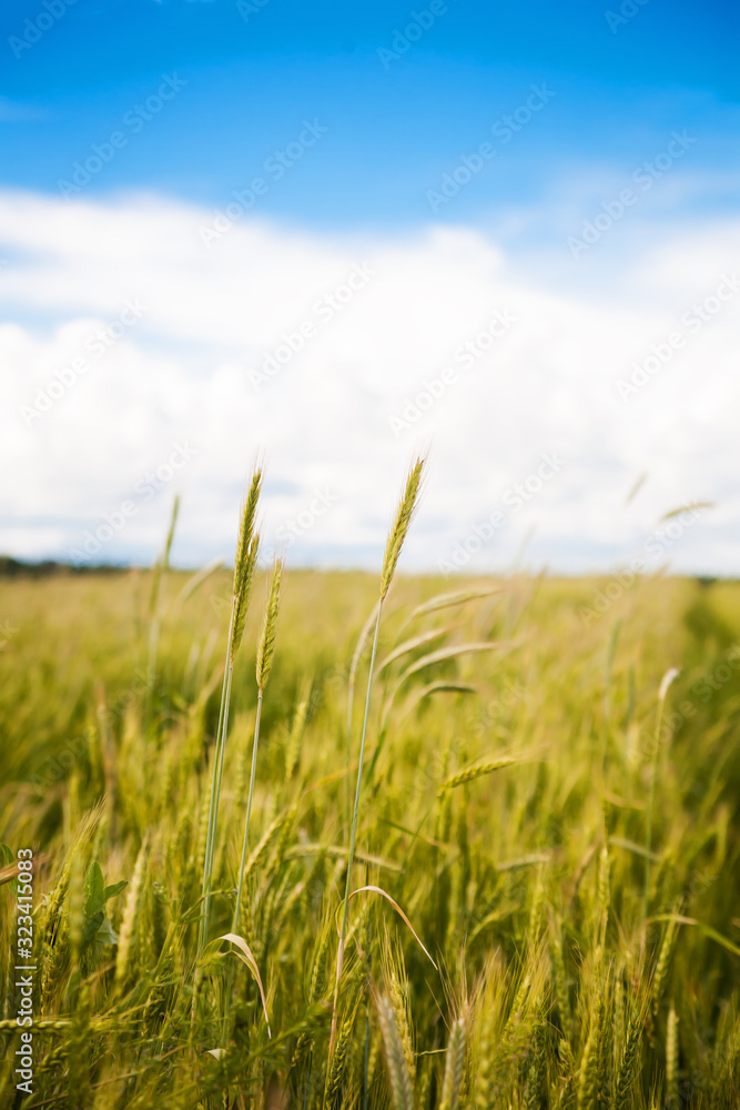 Obraz premium Young green wheat field on a sunny day