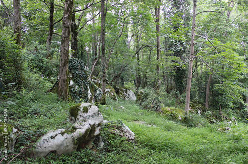 Beaurtiful mossy green fairy forest in Georgia Kumistavi on daylight photo
