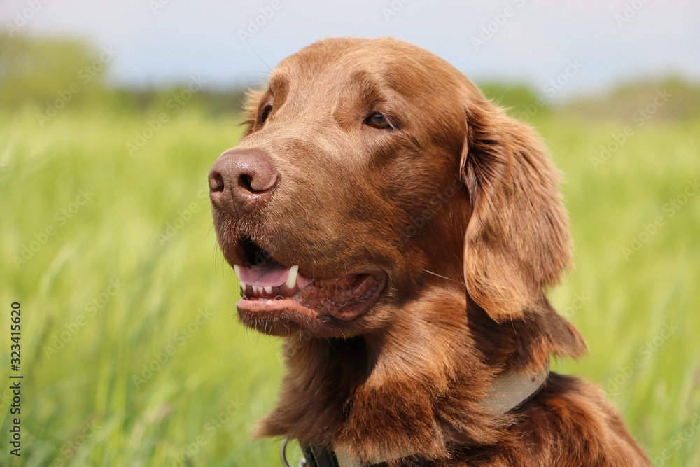 head portrait of a brown flat coated retriever in a corn field