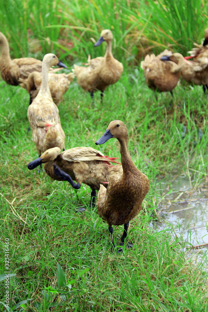ducks on the grass ducks on the grass