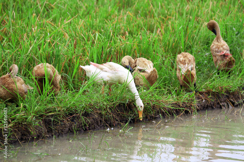 the duck drinking water