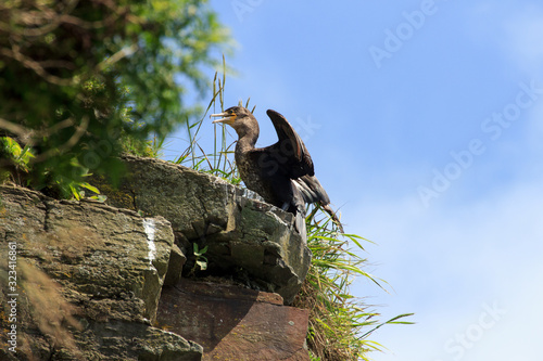 Cormorant by the sea on the edge of a rocky cliff covered with grass on a summer sunny day
