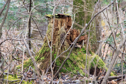 An old rotten stump, covered with moss, lichen and mushrooms, among the thickets and wilds of the Ussuri taiga in the Far East of Russia.