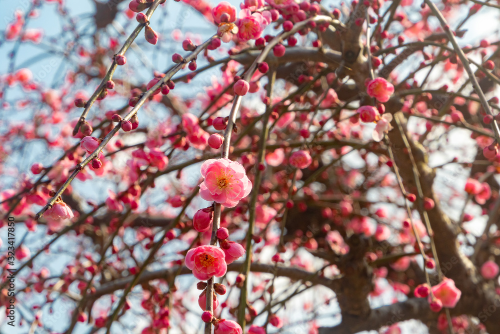 梅の花 梅の花