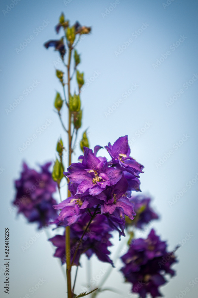 Obraz premium Rittersporn Delphinium in lila mit offenen Blüten und geschlossenen Kospen vor wolkenlosem und strahlendblauem Himmel mit selektiver Schärfe