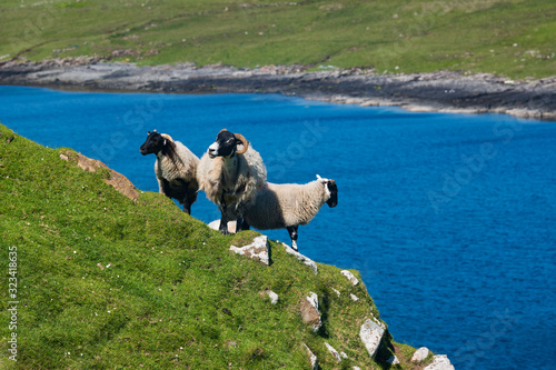 Sheep graze and walk along a cliff located in Isle of Skye, Duntulm, Scotland, near Tulm Bay on a cloudless, summer day.  photo