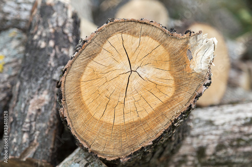 Cross section of tree.