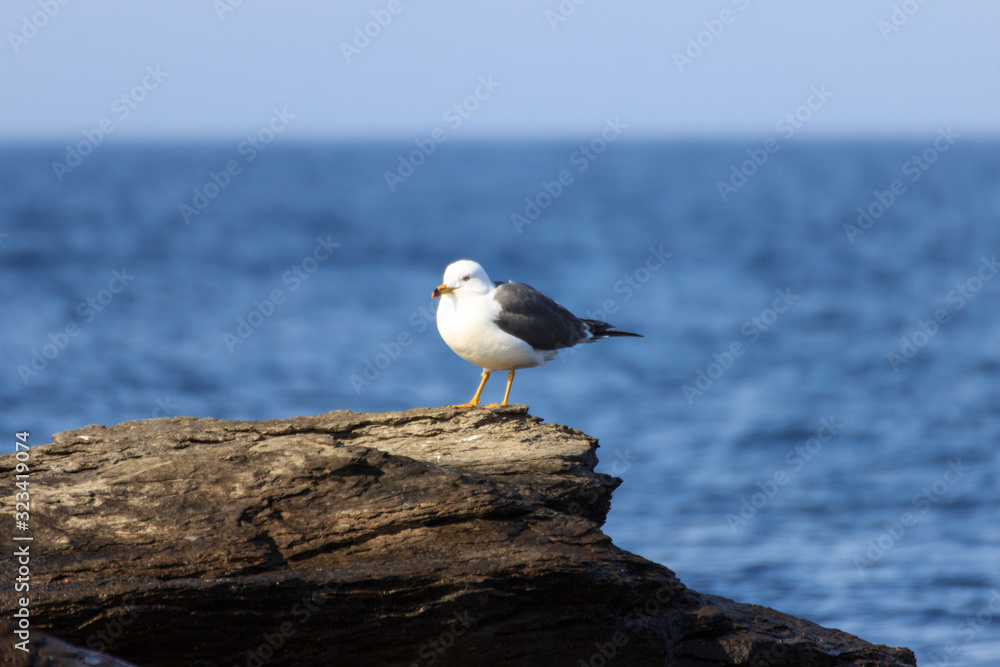 A lonely seagull sitting on a stone by the sea on a clear sunny summer day.