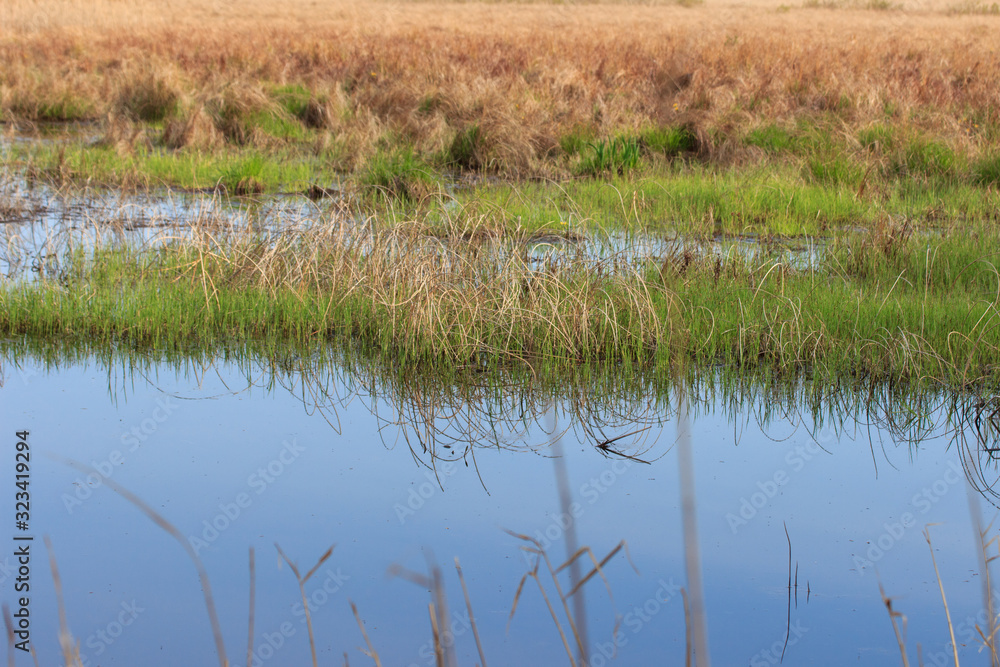 Swamp in the spring, overgrown with last year's schema of reeds and new green grass. Swamp in the spring, overgrown with last year's schema of reeds and new green grass.