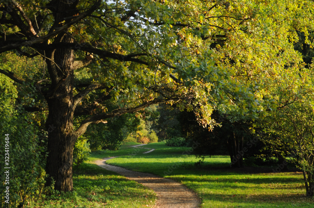 Naklejka premium A path in the park, flooded by the sun