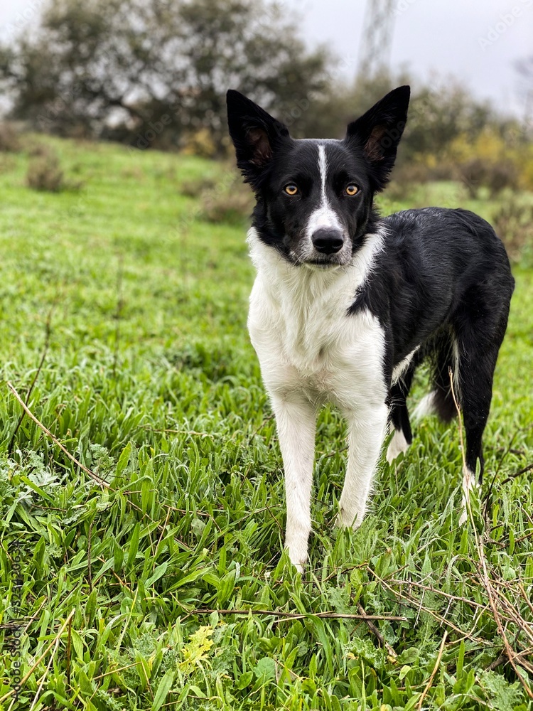 dog on grass dog on grass