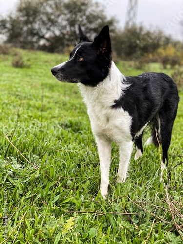 portrait of a dog