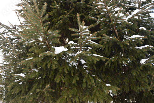 雪　針葉樹林