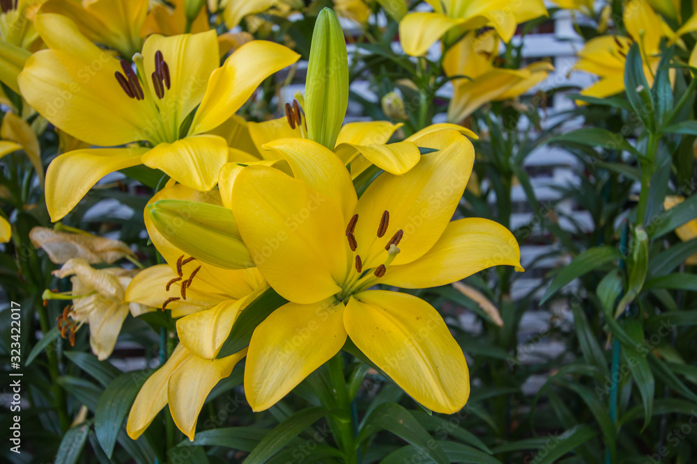 garden flower in love winter garden flower in love winter