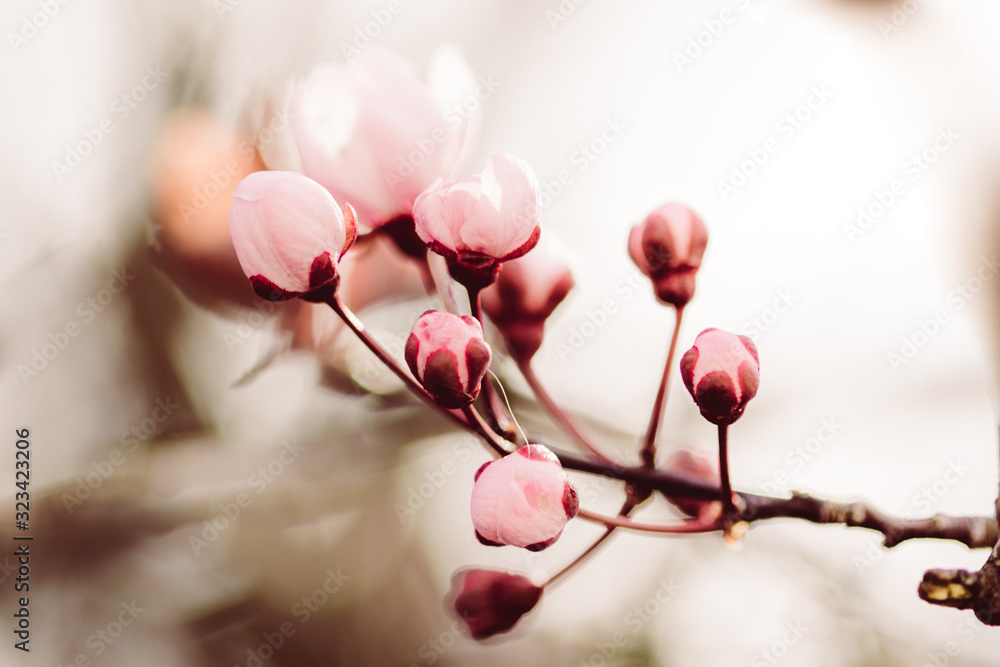 Pink Rosa Zarte Blumen Frühling Erblühen Pink Rosa Zarte Blumen Frühling Erblühen