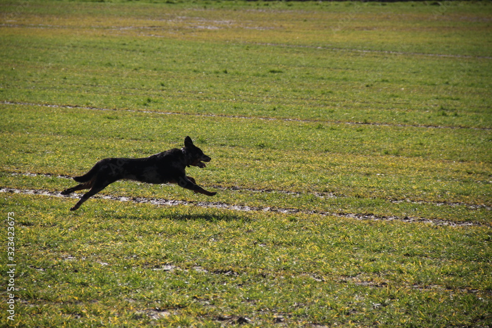 Beauceron dog having fun in puddles in the meadow Beauceron dog having fun in puddles in the meadow