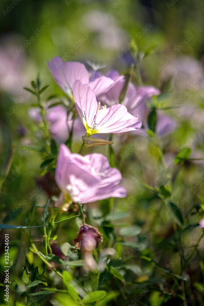 Evening primrose wildflowers in spring Evening primrose wildflowers in spring