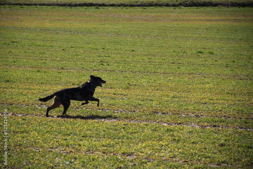 Beauceron dog having fun in puddles in the meadow Beauceron dog having fun in puddles in the meadow