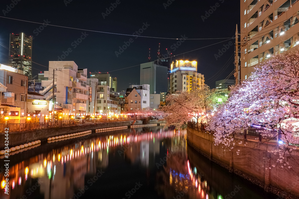 Fototapeta premium 神奈川県 横浜市 大岡川沿いの夜桜並木