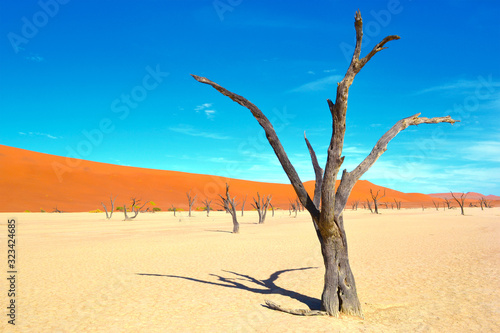 Dead trees in dry Deadvlei salt pan  Namib Naukluft Park  Namibia  Africa