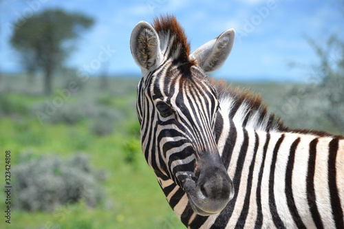 Close-up of zebra in Etosha National Park in Namibia  Africa