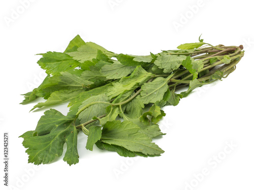fresh green leaves White mugwort (Artemisia lactiflora, Guizhou) isolated on white background. herbal medicine inhibited or slowed growth of cancer cells Help prevent cancer
