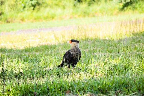 Falcão Carcará - Bird - hawk - falcon  photo