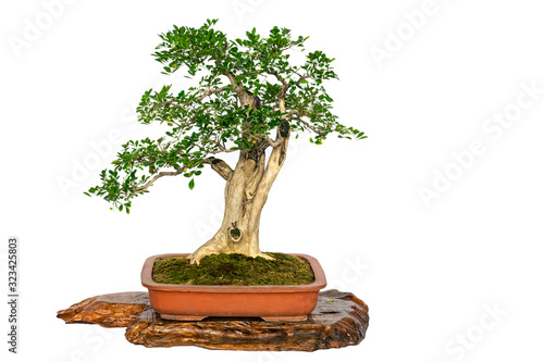 Chinese Bonsai with white background