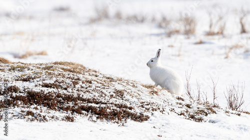 Norwegian ountain hare (Lepus timidus) in winter fur in snow photo